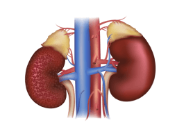 symptoms of kidney failure