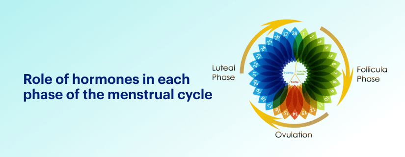 Role of hormones in each phase of the menstrual cycle