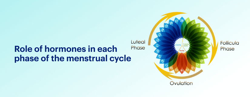 Role of hormones in each phase of the menstrual cycle