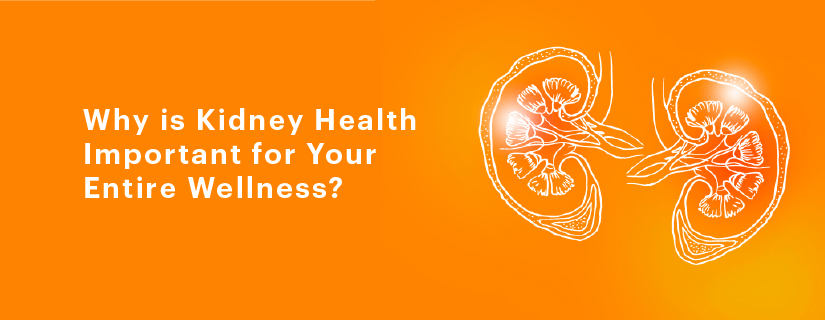 Why is Kidney Health Important for Your Entire Wellness?