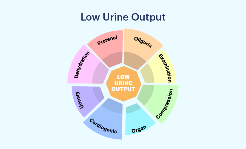 Low Urine Output: Symptoms, Causes, Diagnosis, and Treatment